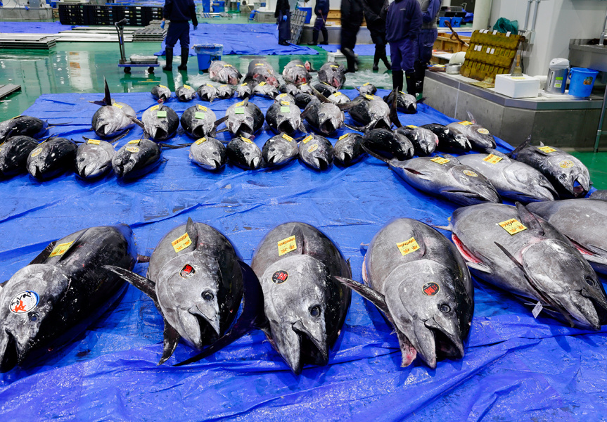 豊洲市場から埼玉エリアへの配送が可能